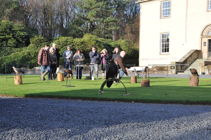 Falconry at Hillhouse